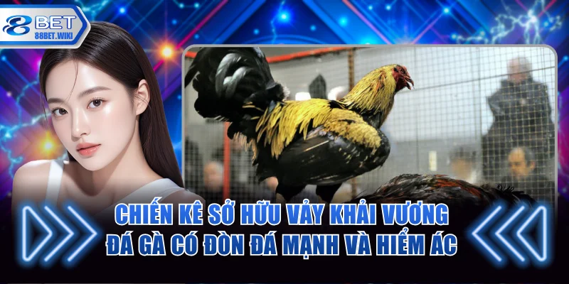 Chiến kê sở hữu vảy khải vương đá gà có đòn đá mạnh và hiểm ác