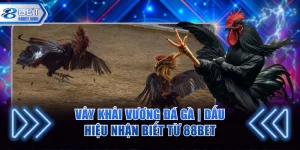 Vảy khải vương đá gà